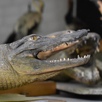 Acc��der aux collections de Zoologie