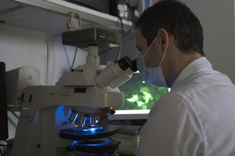 Par microscopie de fluorescence, les chercheurs identifient des anticorps monoclonaux particuliers au sein de cellule en vue d��un ciblage th��rapeutique allant de l��interleukine 17 au virus responsable de la Covid-19
