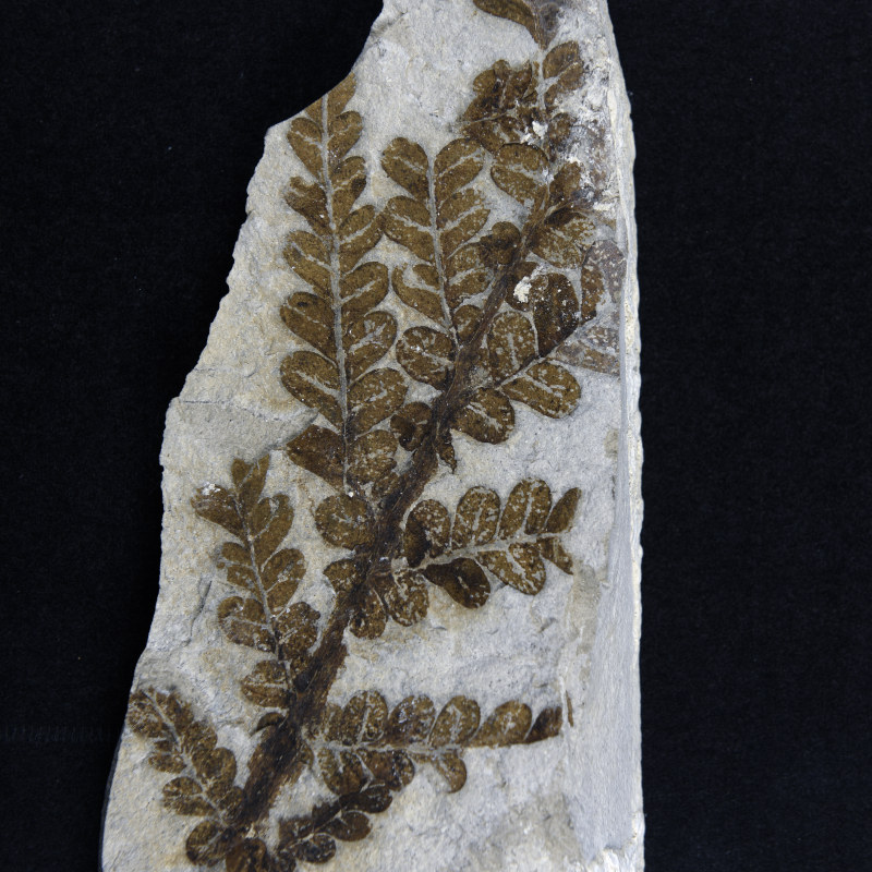 Collections G��ologie