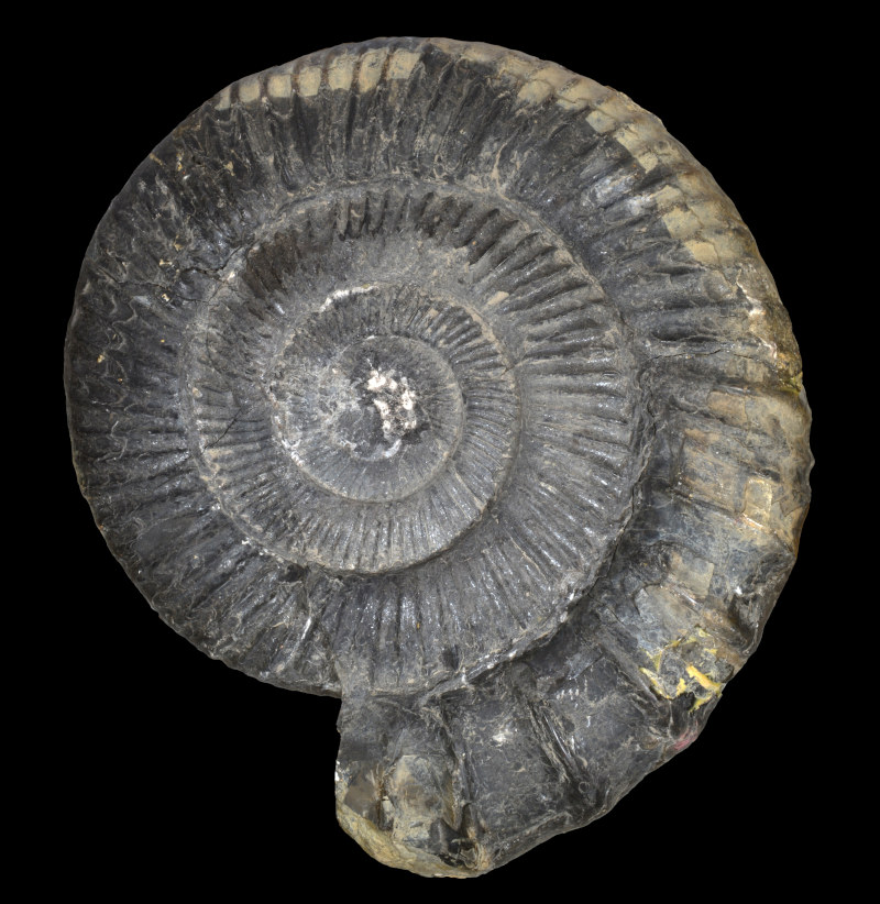 Collections G��ologie