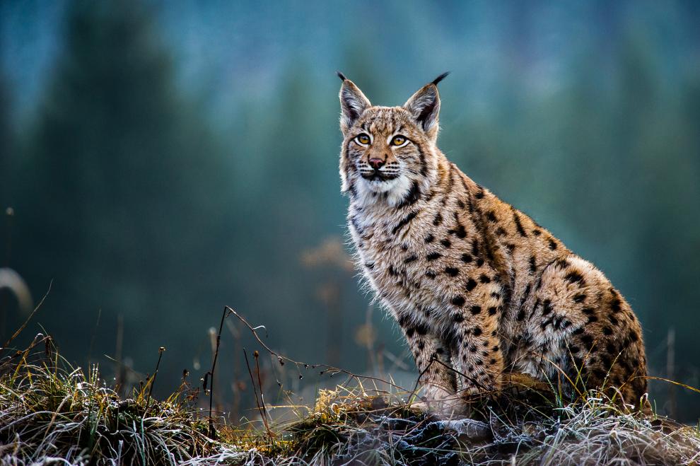 Lynx