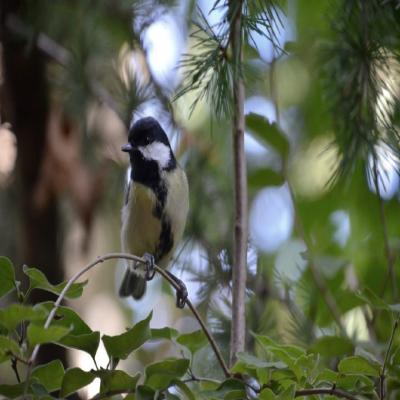 Doctorat en ��cologie