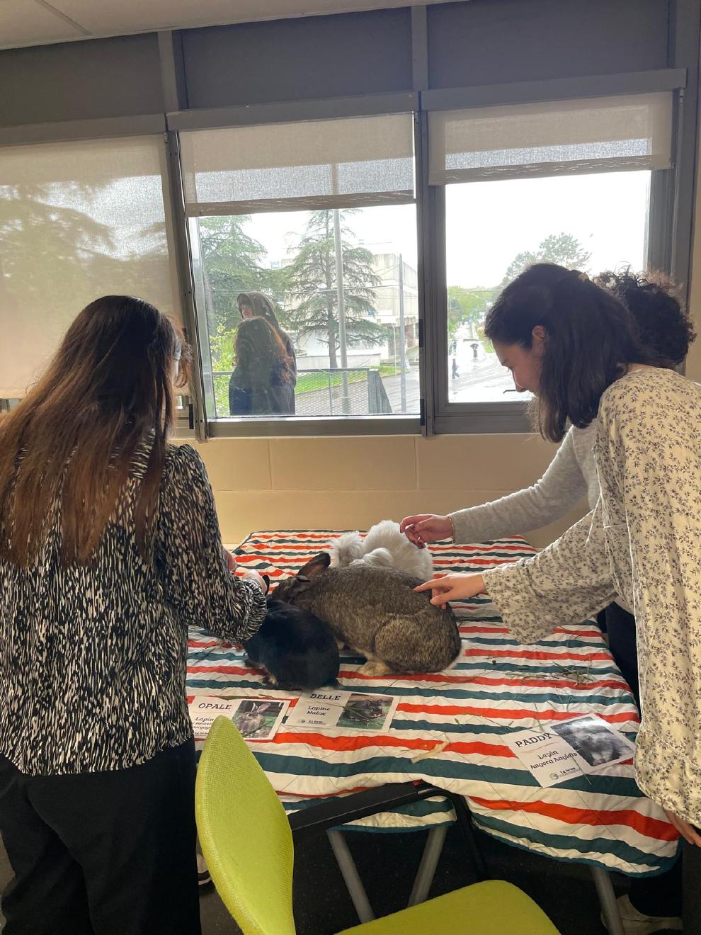 M��diation animale